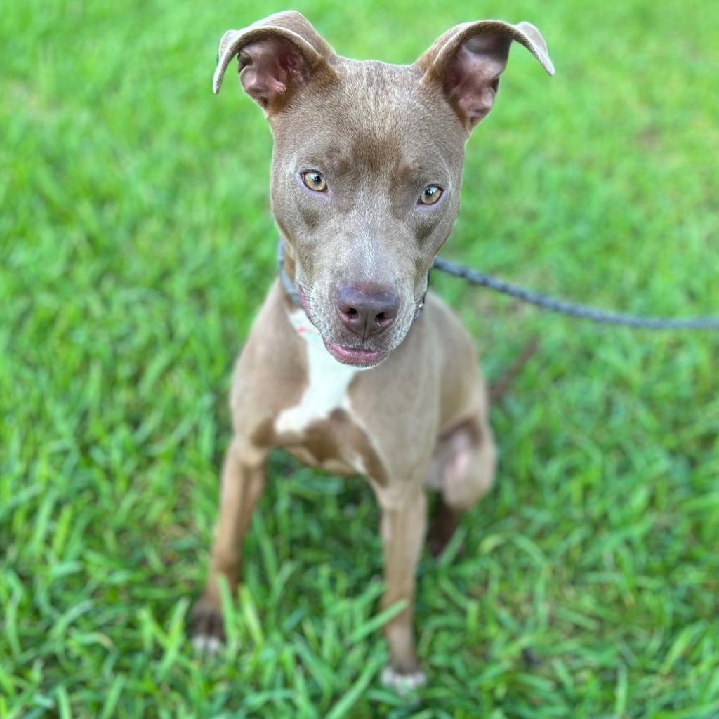 2022 Bark In The Park - Humane Society of Tampa Bay