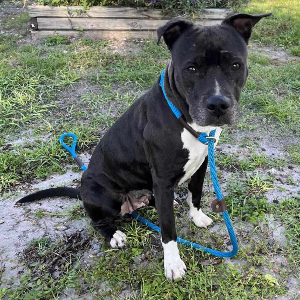 Bark in the Park 2020 🐶☀️💙 - Humane Society of Tampa Bay