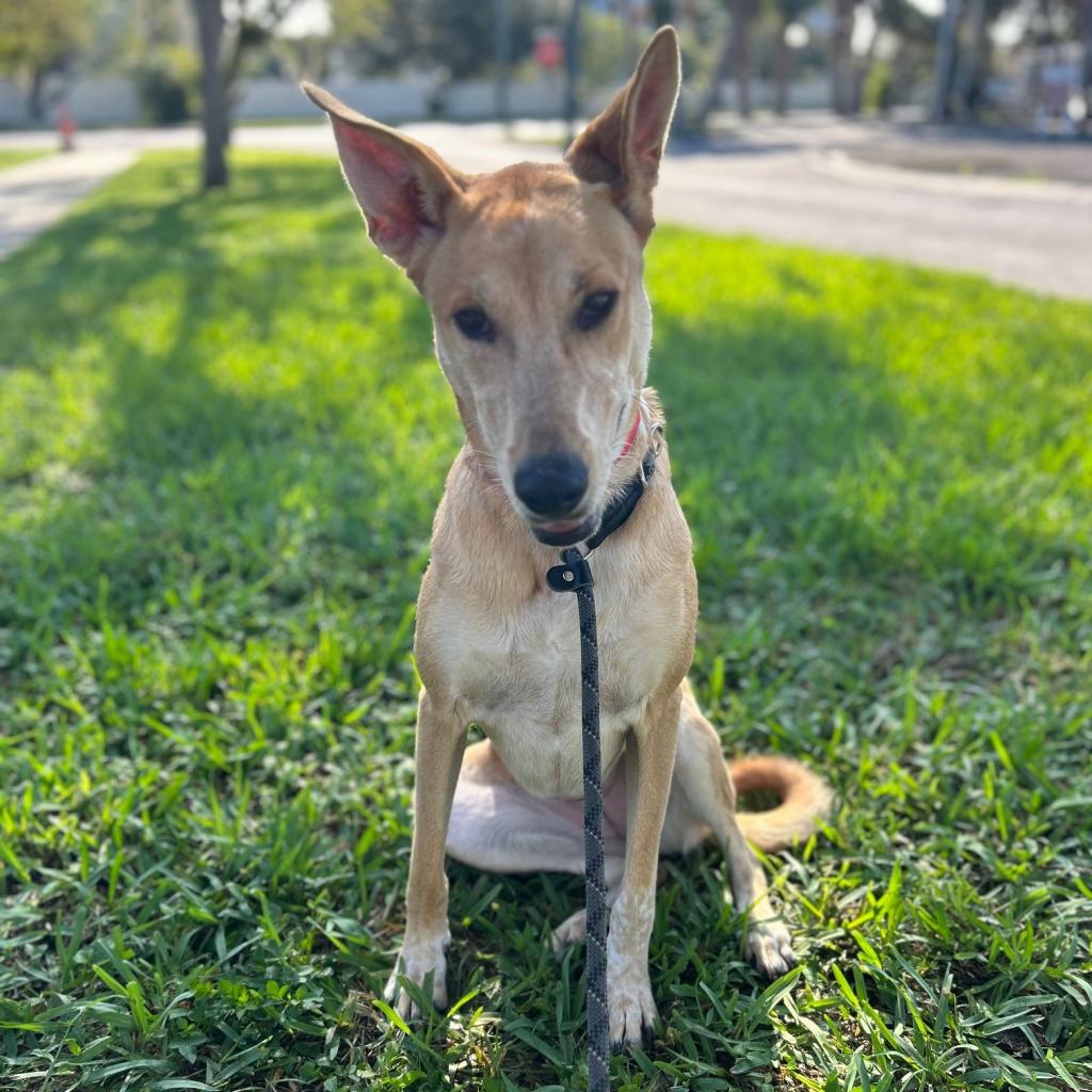 Shirt, Baller Dog, Youth - Humane Society of Tampa Bay