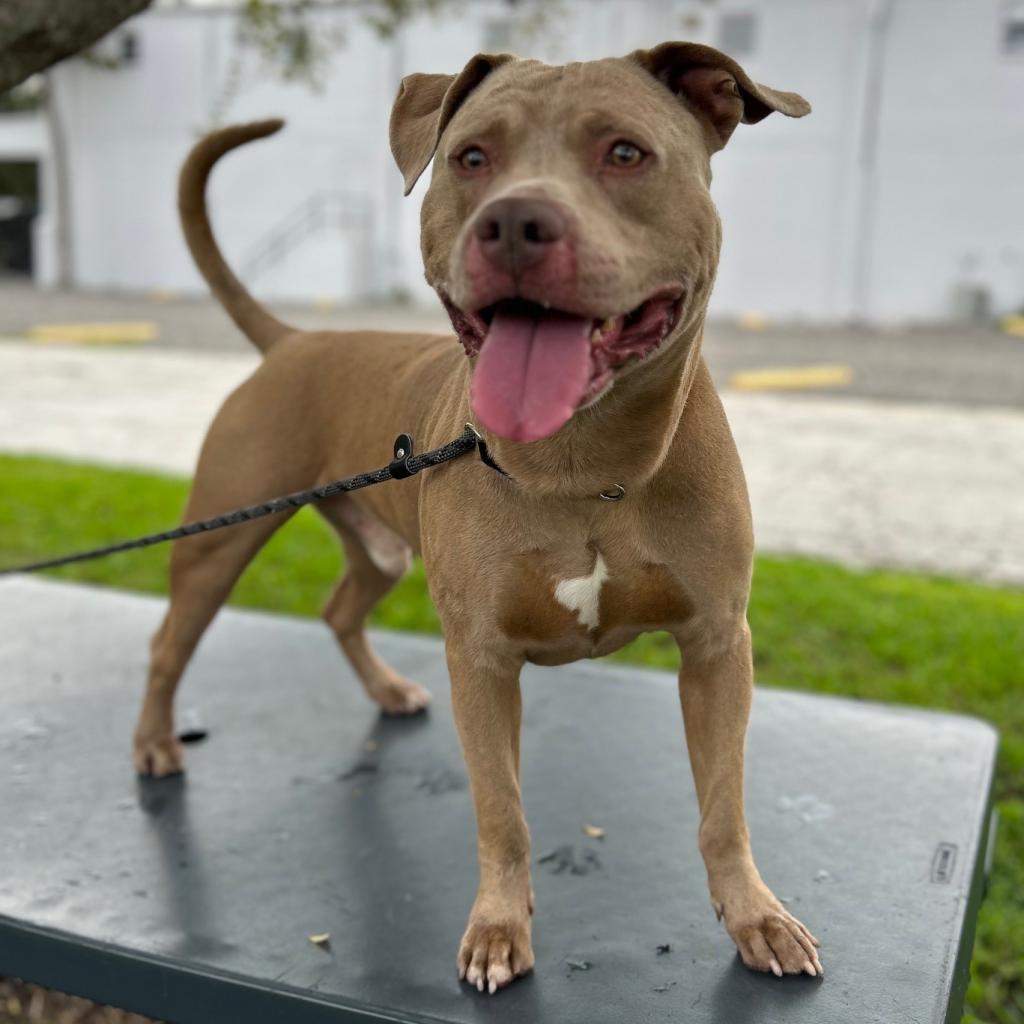 Bark in the Park 2020 🐶☀️💙 - Humane Society of Tampa Bay