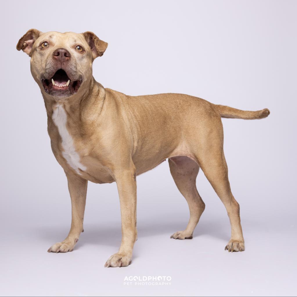 Dogs | HSTB | Humane Society of Tampa Bay