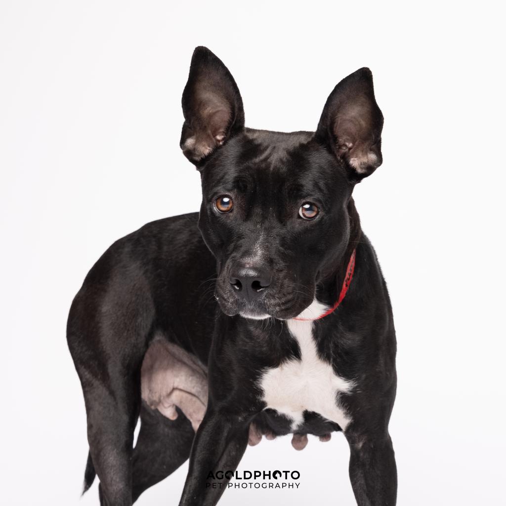 Dogs | HSTB | Humane Society of Tampa Bay