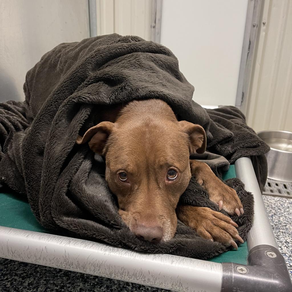 Dogs Humane Society of the Lakes