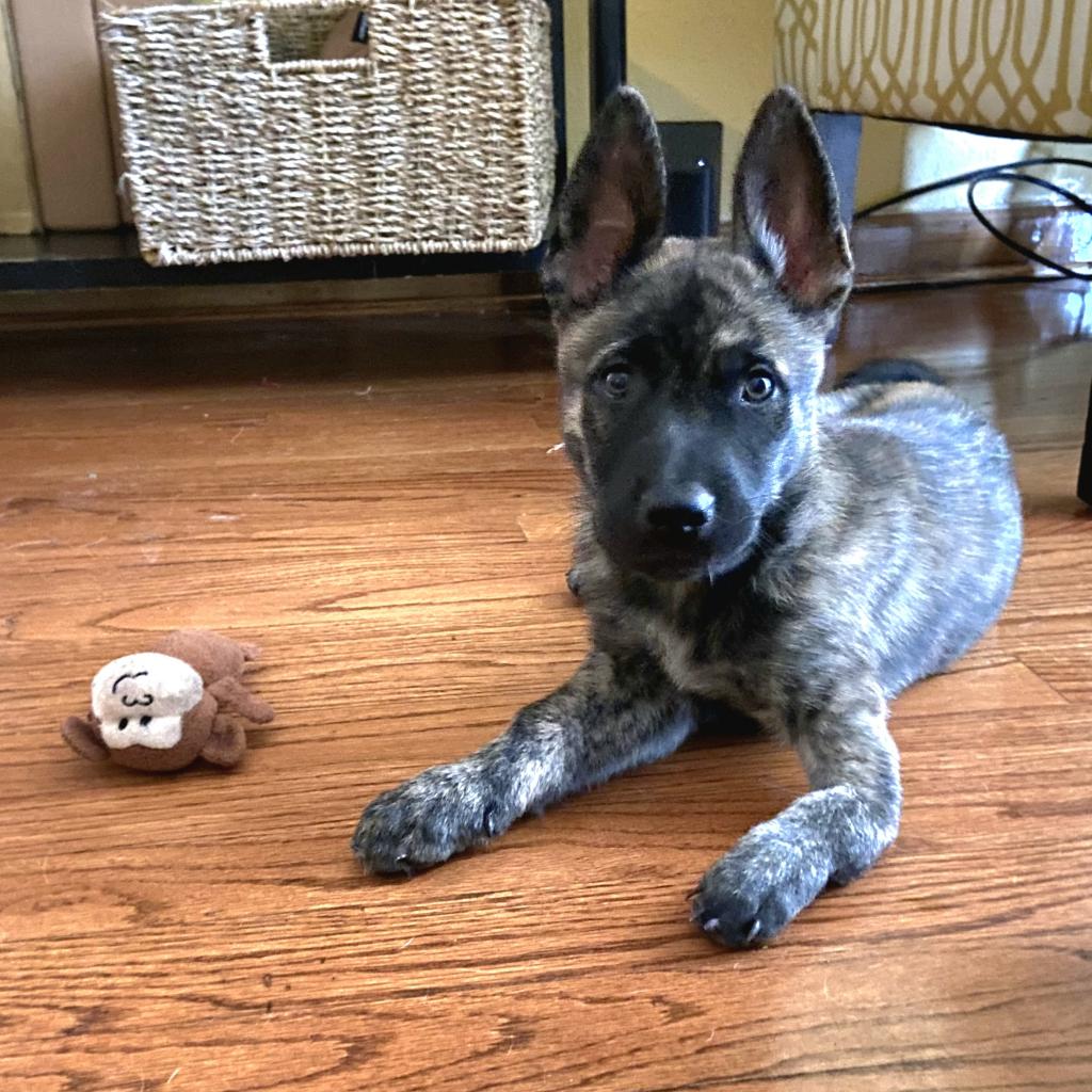 Janis Hoplin is available for adoption at K 9 Angels Rescue