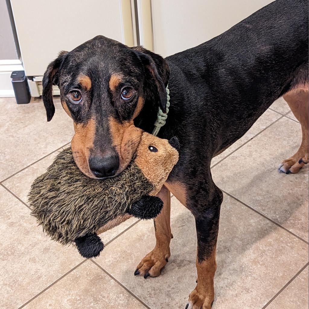 Dixie coonhound hot sale rescue