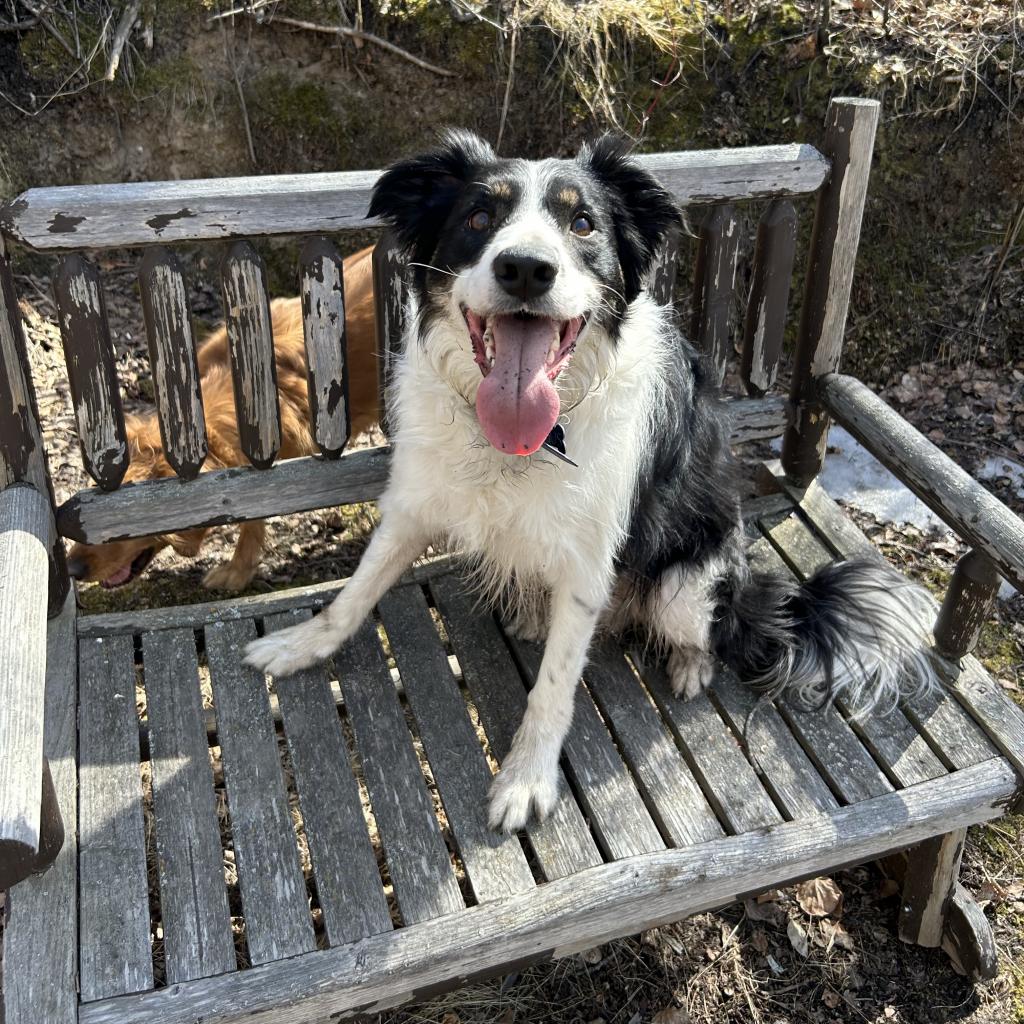 Gus is available for adoption at Alberta (AB) Herding Dog Rescue