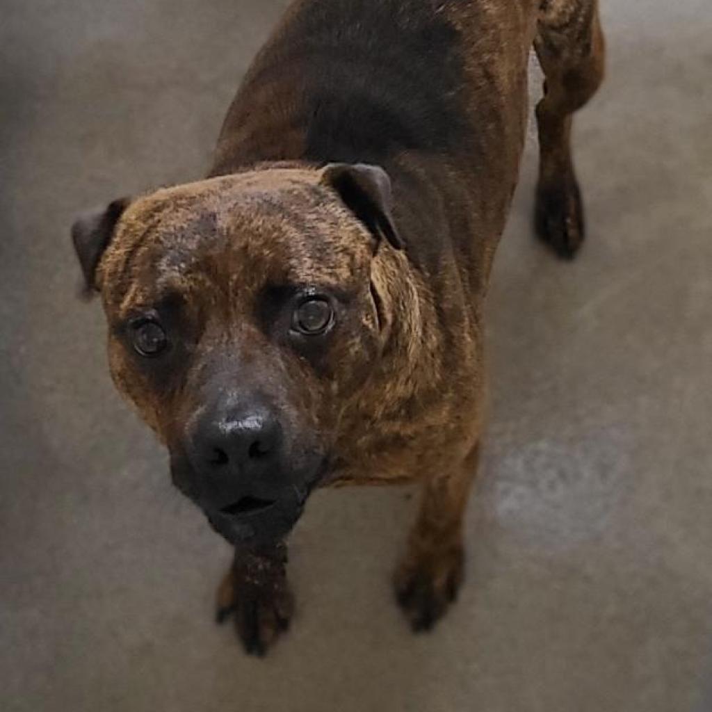 Kennel#31(BigBoy)'s preview photo