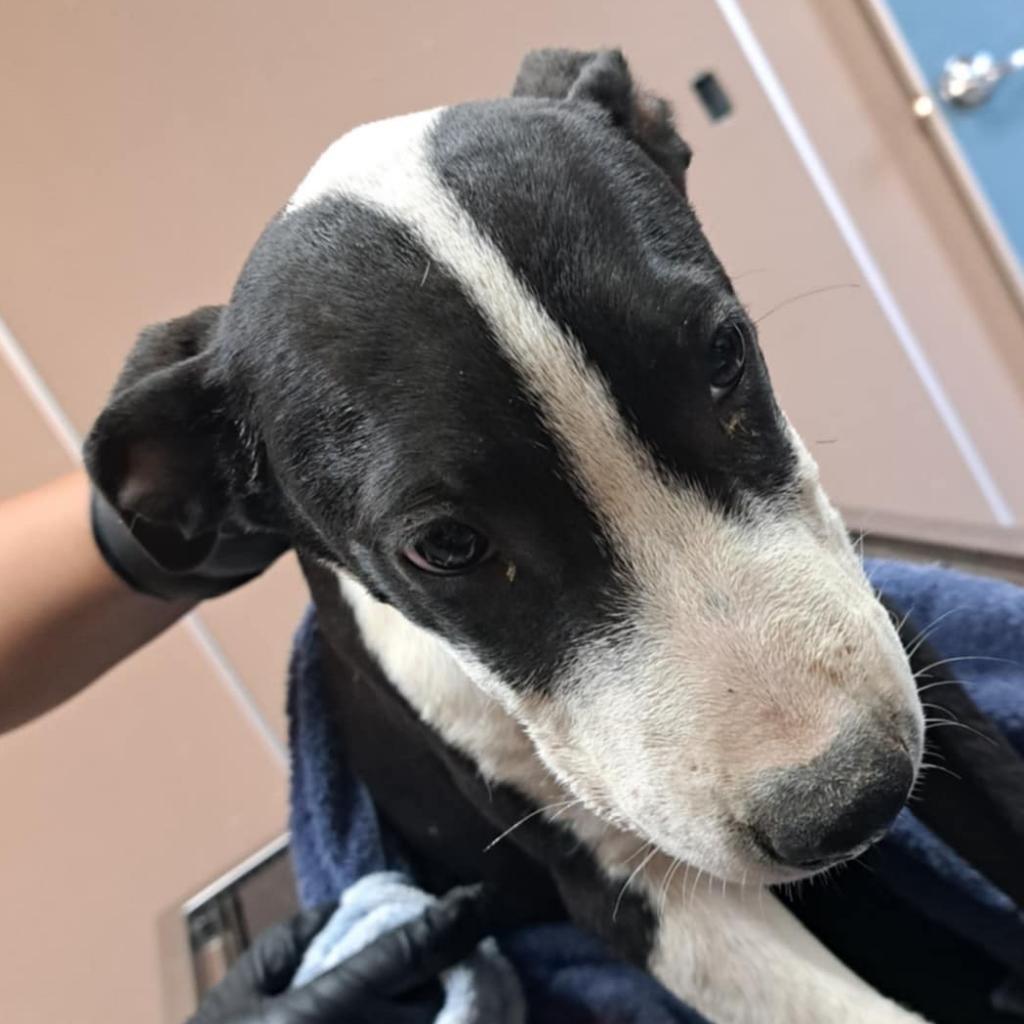 Kennel#29a's preview photo