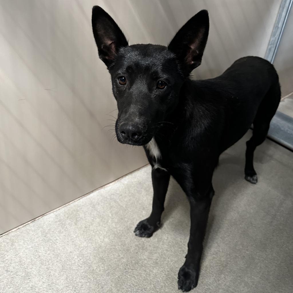 Kennel#6's preview photo