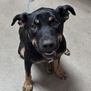 Kennel#32(Ruben)'s preview photo
