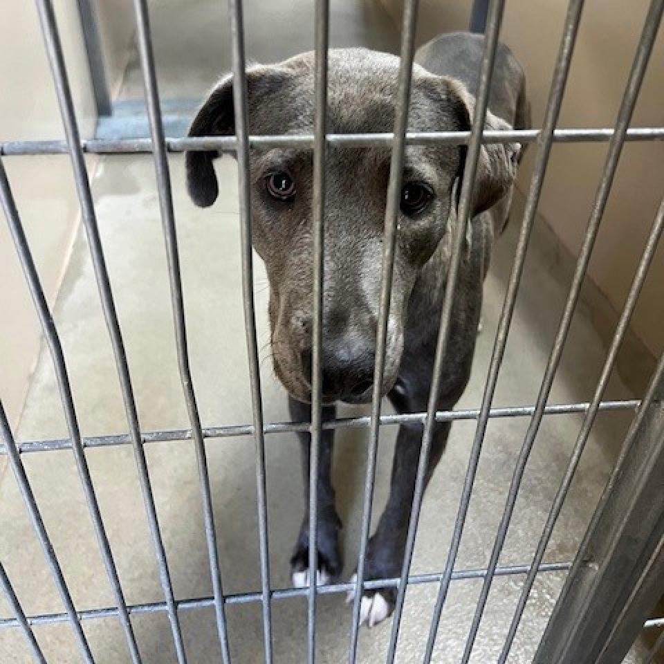 Kennel#3's preview photo