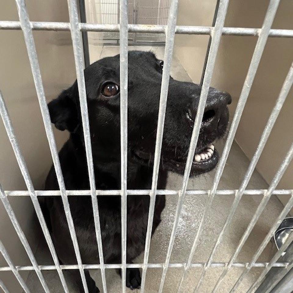 Kennel#34's preview photo