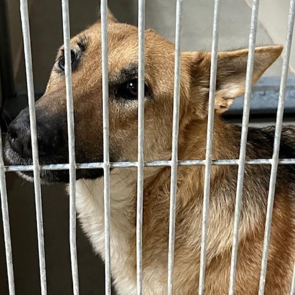 Kennel#30's preview photo