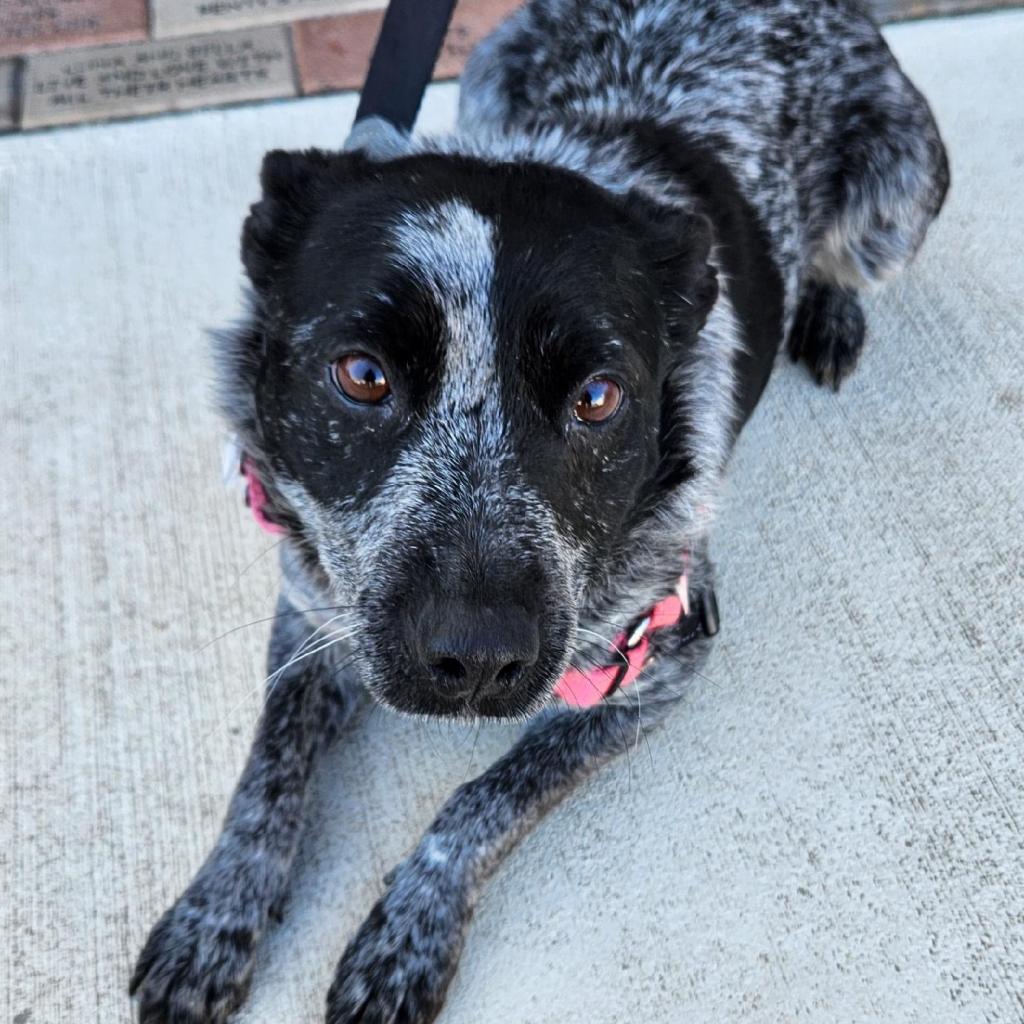 Blue sales heeler cat