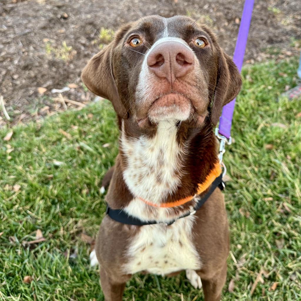 Petsmart fair outlet lakes