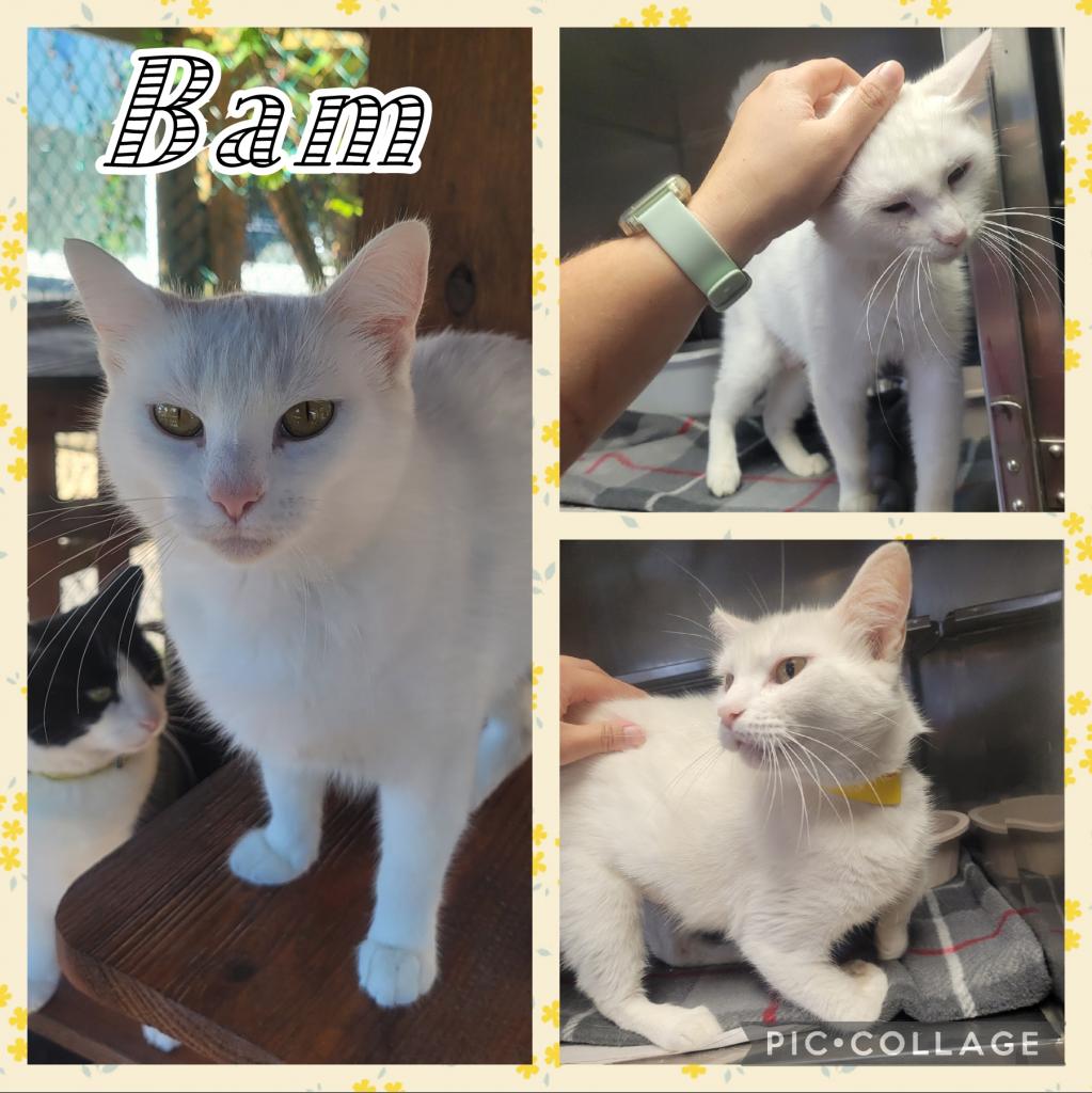 Bam is available for adoption at McKean County SPCA