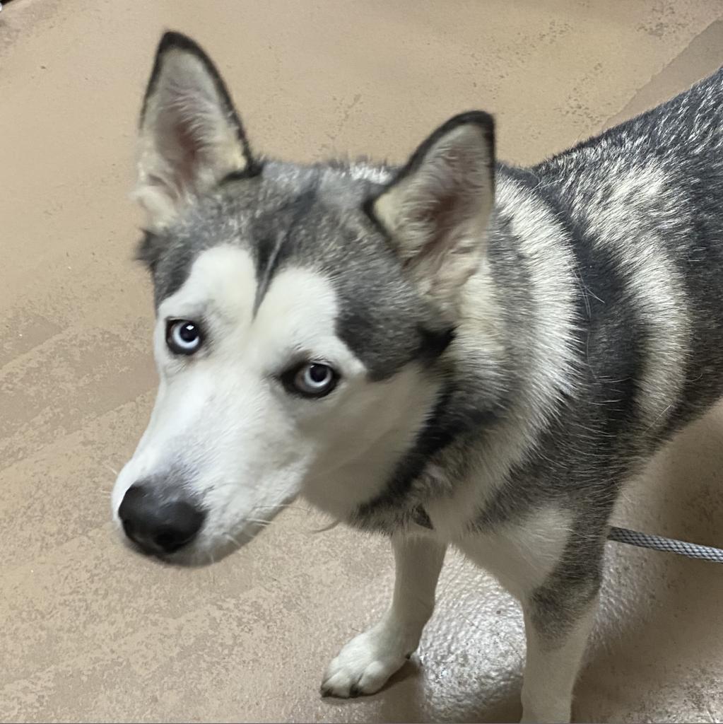 Reno Aces Dog Days – Nevada Humane Society