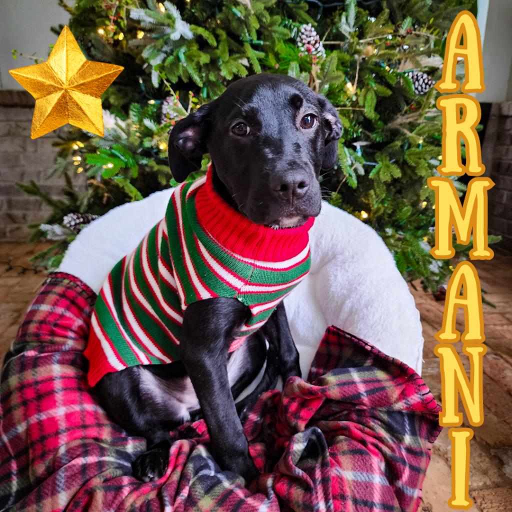 Armani dog clothes sale