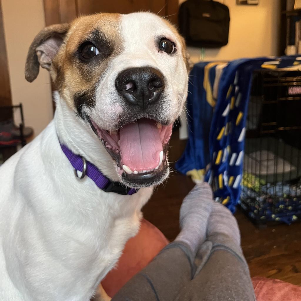 Chicago White Sox on X: These pups are still available for adoption at  @onetailatatime! 🐾  / X