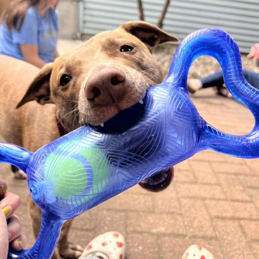 Chicago White Sox on X: These pups are still available for adoption at  @onetailatatime! 🐾  / X