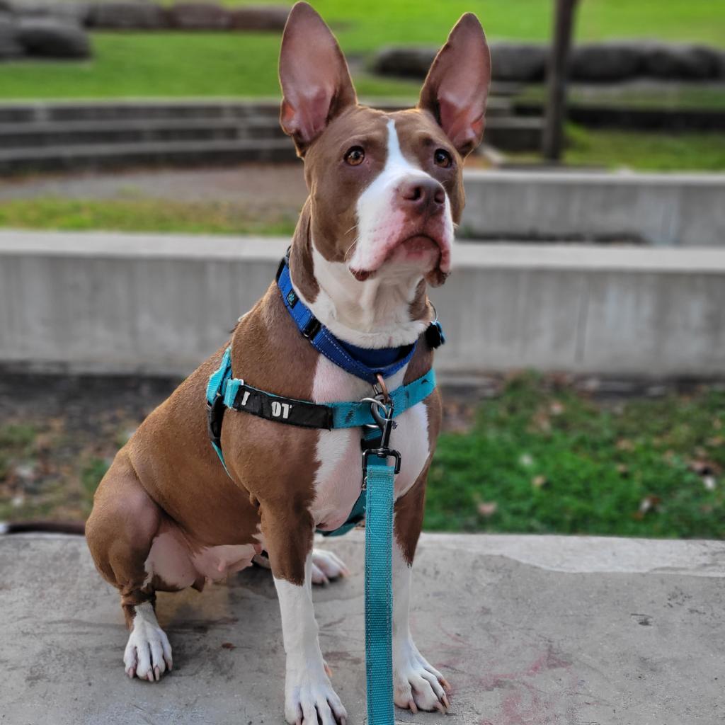 Chicago White Sox on X: These pups are still available for adoption at  @onetailatatime! 🐾  / X