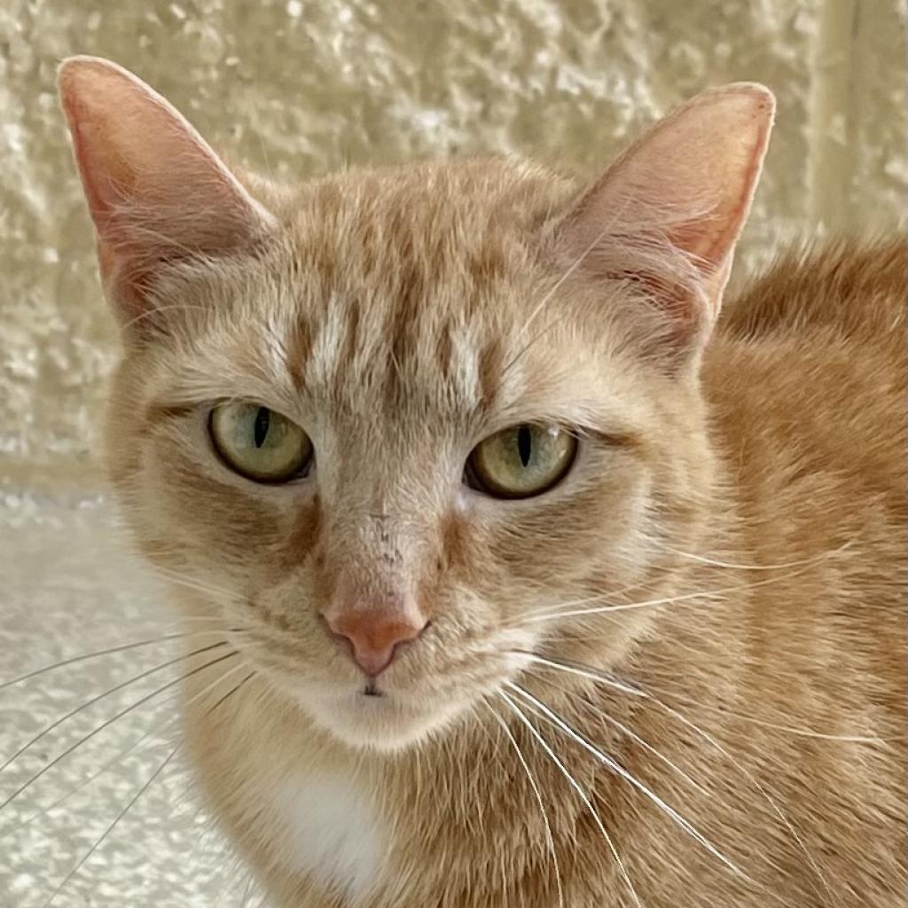 Orphans of discount the storm cats