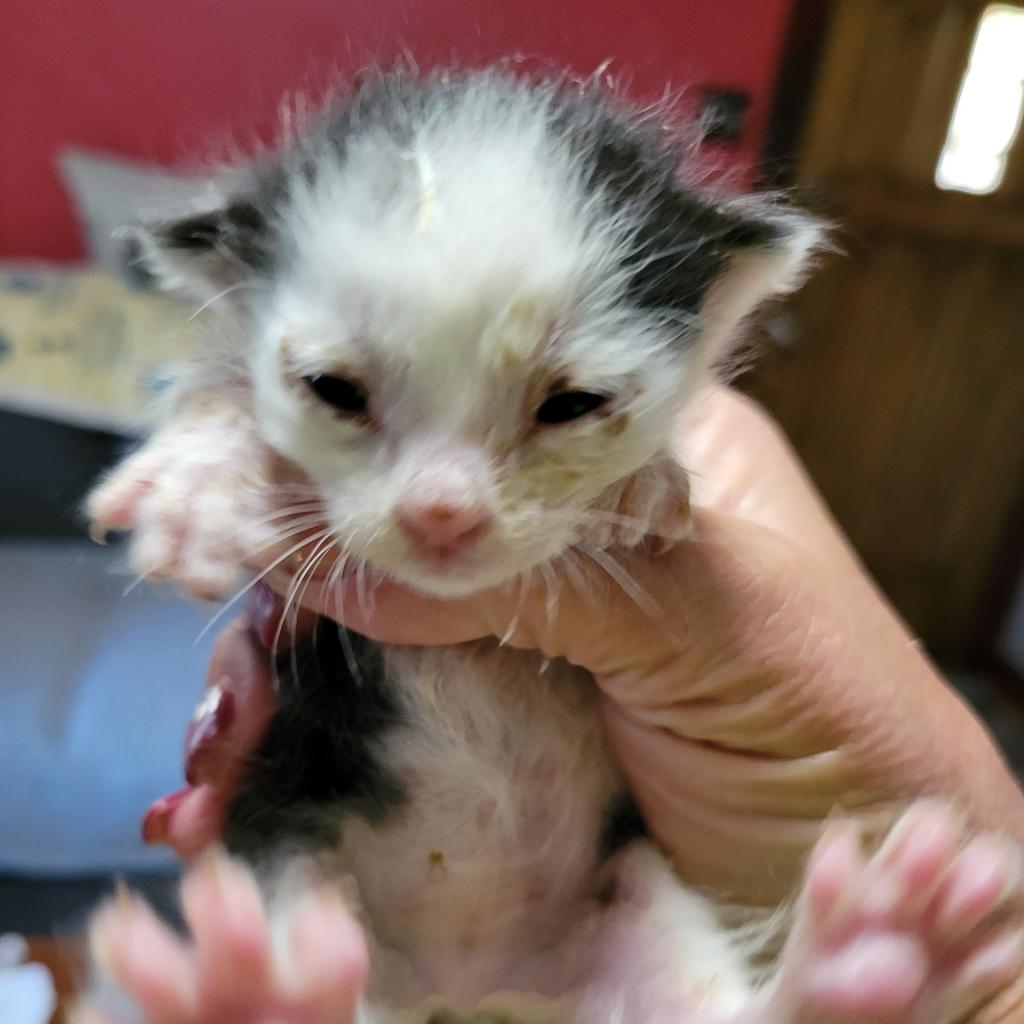 Paws cat best sale city available cats