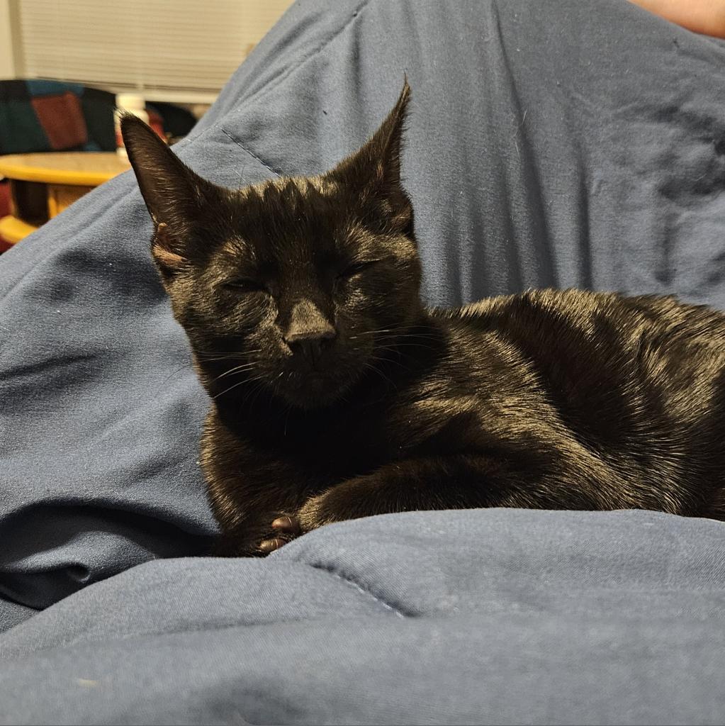 River cities humane society for cats hotsell