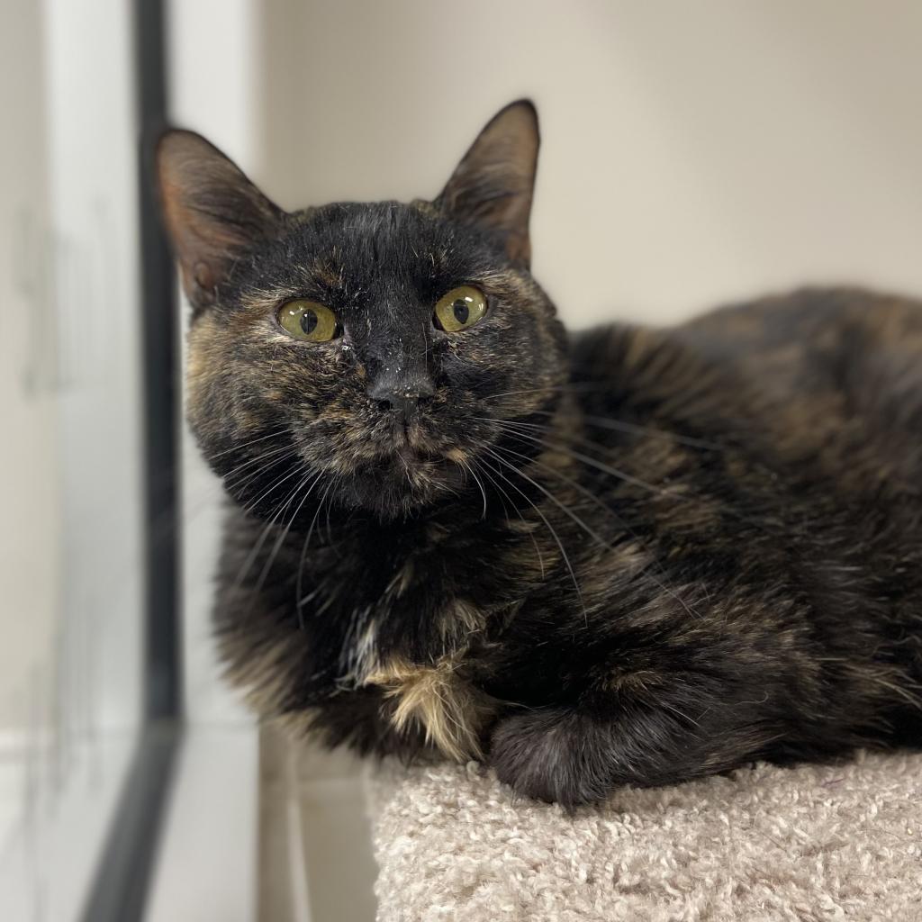 Tortoiseshell cats for store adoption near me